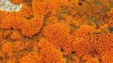 Nicht alles Gold, was glänzt S. 63 Trentepohlia aurea auf Gestein in  den Bergen Kolumbiens