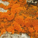 S. 63 Trentepohlia aurea auf Gestein in  den Bergen Kolumbiens