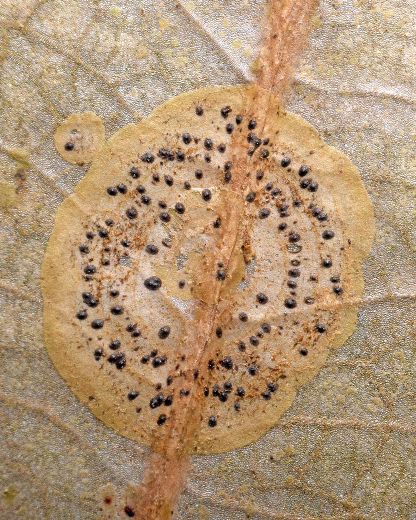 S. 65, Microtheliopsis uleana auf einem  Blatt im Regenwald Costa Ricas. Die  winzigen, haarähnlichen Strukturen sind  die Sporangien der assoziierten Alge.