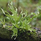 S. 78 - 79, An Ramalina celastri, einer  Astflechte, wird der Stoffwechsel der  Flechten im trockenen und feuchten  Zustand erforscht sowie die Rolle, die  Zuckeralkohole dabei spielen.