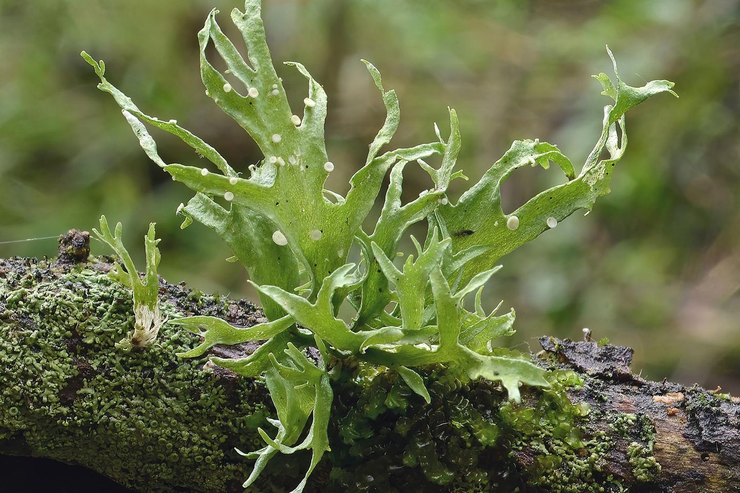 Die Letzten werden die Ersten sein S. 78 - 79, An Ramalina celastri, einer  Astflechte, wird der Stoffwechsel der  Flechten im trockenen und feuchten  Zustand erforscht sowie die Rolle, die  Zuckeralkohole dabei spielen.