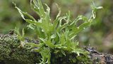 Die Letzten werden die Ersten sein S. 78 - 79, An Ramalina celastri, einer  Astflechte, wird der Stoffwechsel der  Flechten im trockenen und feuchten  Zustand erforscht sowie die Rolle, die  Zuckeralkohole dabei spielen.