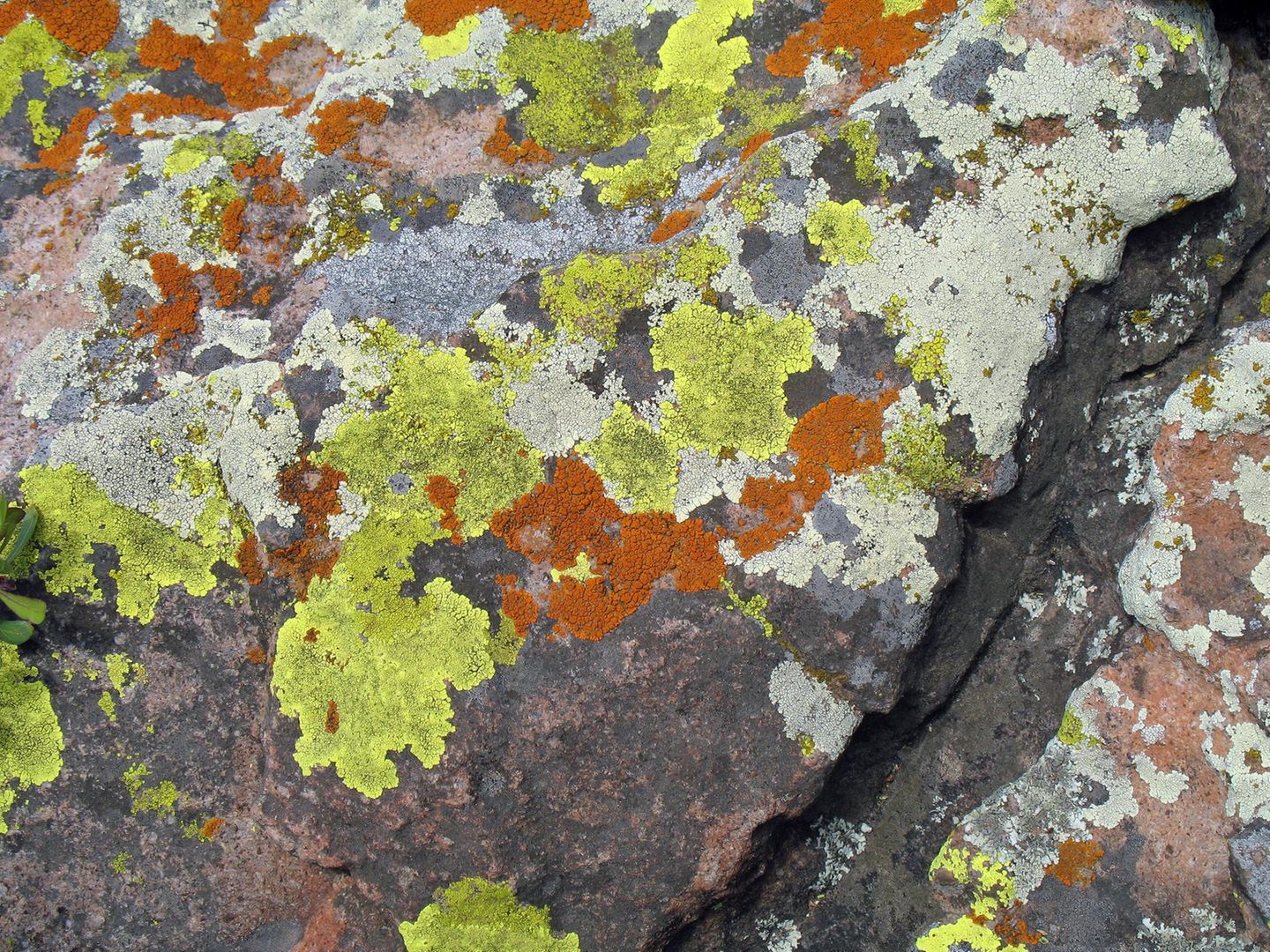 Schönheit liegt im Auge des Betrachters S. 87, Viele Flechtengemeinschaften  bilden, besonders an exponierten Stellen  auf Gestein, oft ein buntes Mosaik aus  hellgelben Acarosporaceae und gelborange  bis orangerot gefärbten Teloschistaceae.