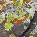 S. 87, Viele Flechtengemeinschaften  bilden, besonders an exponierten Stellen  auf Gestein, oft ein buntes Mosaik aus  hellgelben Acarosporaceae und gelborange  bis orangerot gefärbten Teloschistaceae.