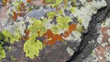 Schönheit liegt im Auge des Betrachters S. 87, Viele Flechtengemeinschaften  bilden, besonders an exponierten Stellen  auf Gestein, oft ein buntes Mosaik aus  hellgelben Acarosporaceae und gelborange  bis orangerot gefärbten Teloschistaceae.