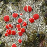 S. 99, Lager von Haematomma accolens,  aufgenommen in einem tropischen  Regenwald im Südosten Brasiliens.  Nach Regen saugt sich die Flechte voll  Wasser und ist dann bereit zur Fotosynthese.