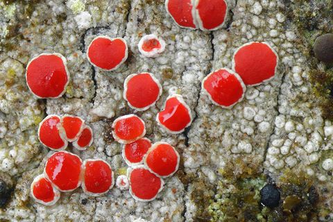 S. 99, Lager von Haematomma accolens,  aufgenommen in einem tropischen  Regenwald im Südosten Brasiliens.  Nach Regen saugt sich die Flechte voll  Wasser und ist dann bereit zur Fotosynthese.