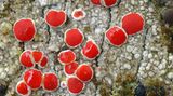 Knallroter Sonnenschutz S. 99, Lager von Haematomma accolens,  aufgenommen in einem tropischen  Regenwald im Südosten Brasiliens.  Nach Regen saugt sich die Flechte voll  Wasser und ist dann bereit zur Fotosynthese.