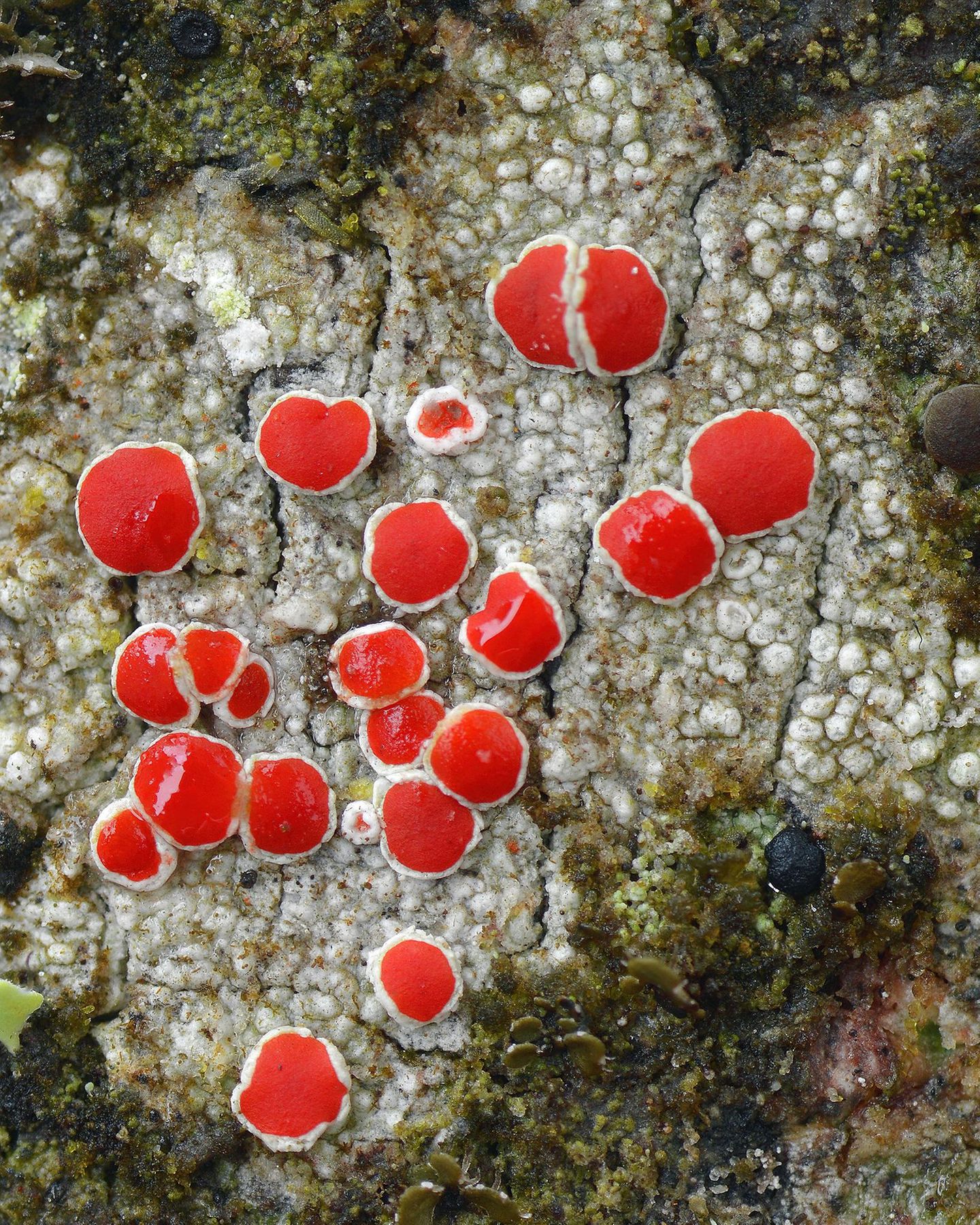 S. 99, Lager von Haematomma accolens,  aufgenommen in einem tropischen  Regenwald im Südosten Brasiliens.  Nach Regen saugt sich die Flechte voll  Wasser und ist dann bereit zur Fotosynthese.