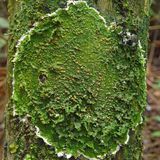 S. 131, bitte schau Du mal. Ich bin hier nicht sicher, welche die richtige BU im Buch ist.