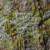 S. 185, Sarcographa-Arten erkennt man an ihren  in Gruppen angeordneten Apothecien in  erhöhten, weißen Bereichen, die sich vom  grünen oder braunen Lager abheben. Sarcographa  heteroclita kommt überall in den  Tropen vor; typisch für sie sind die länglichen  Apotheciengruppen, die in winzige Kompartimente  unterteilt sind.