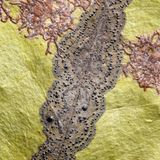 S.227, Racoplaca subtilissima bildet auf  der Oberfläche lebender Blätter  winzige Lager mit feinen, sich elegant  ausbreitenden Lappen. Daneben ist  eine nichtlichenisierte Cephaleuros-  Alge zu sehen, die auch als Fotobiont  in der Flechte vorkommt.