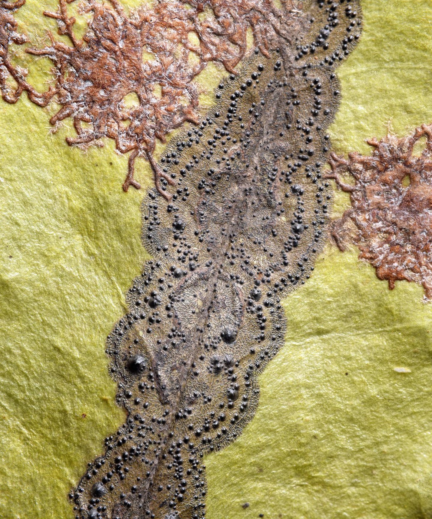 Aufdringliche Besucher  S.227, Racoplaca subtilissima bildet auf  der Oberfläche lebender Blätter  winzige Lager mit feinen, sich elegant  ausbreitenden Lappen. Daneben ist  eine nichtlichenisierte Cephaleuros-  Alge zu sehen, die auch als Fotobiont  in der Flechte vorkommt.
