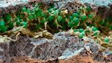 Querschnitt einer Flechte Rosette lichen. Coloured scanning electron micrograph (SEM) of a section through a rosette lichen (Physcia adscendens). Lichens are organisms formed by the symbiotic association of a fungus (blue-grey) and an alga (green spheres) or cyanobacterium. The algal cells use photosynthesis to produce nutrients which are absorbed by a mesh of fungal hyphae that surround and penetrate the algae. Fungal hyp