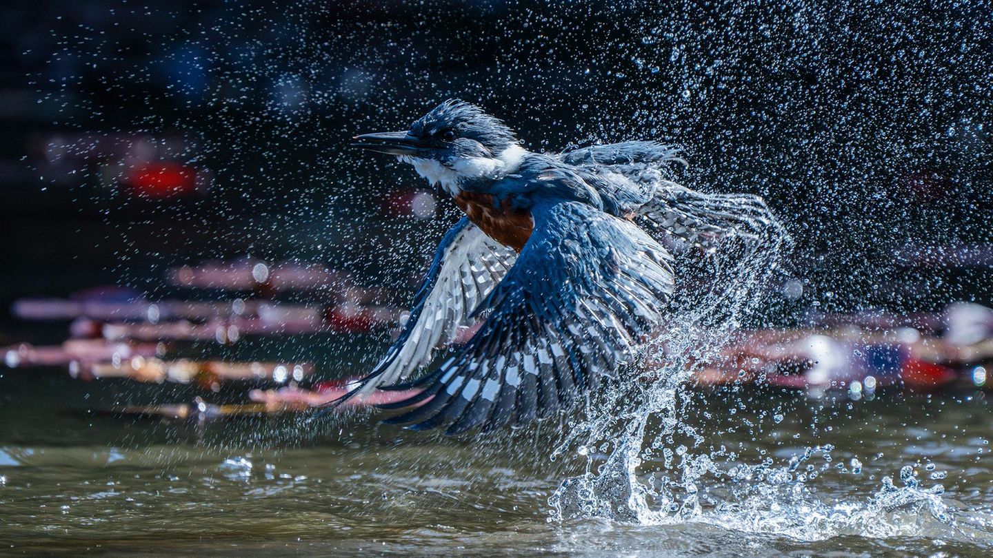 Eisvogel bei der Jagd Ein blau-grauer Eisvogel steigt aus dem Wasser auf und schüttelt dabei Wasser aus seinem Federkleid