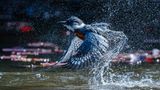 Ein blau-grauer Eisvogel steigt aus dem Wasser auf und schüttelt dabei Wasser aus seinem Federkleid