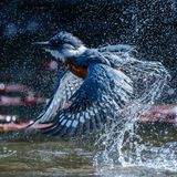 Ein blau-grauer Eisvogel steigt aus dem Wasser auf und schüttelt dabei Wasser aus seinem Federkleid