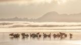 Ruhende Flamingos stehen im seichten Wasser