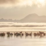 Ruhende Flamingos stehen im seichten Wasser