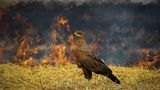 Ein Bussard steht im Stroh vor Feuer im Hintergrund