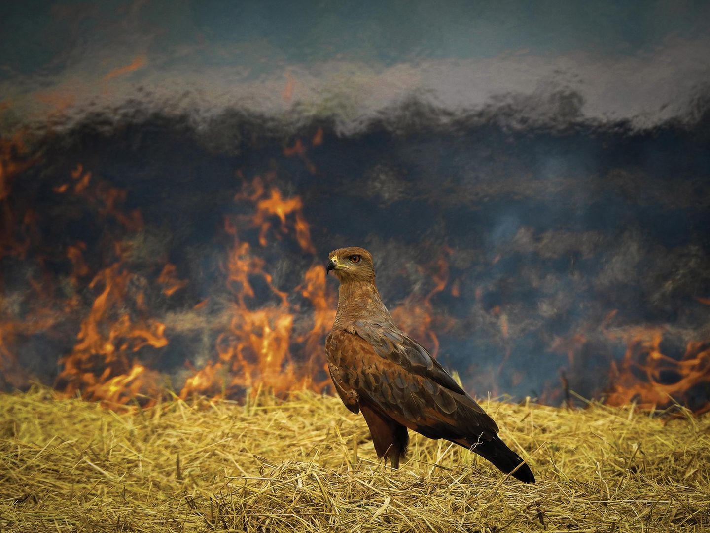 Bussard im Feuer Ein Bussard steht im Stroh vor Feuer im Hintergrund