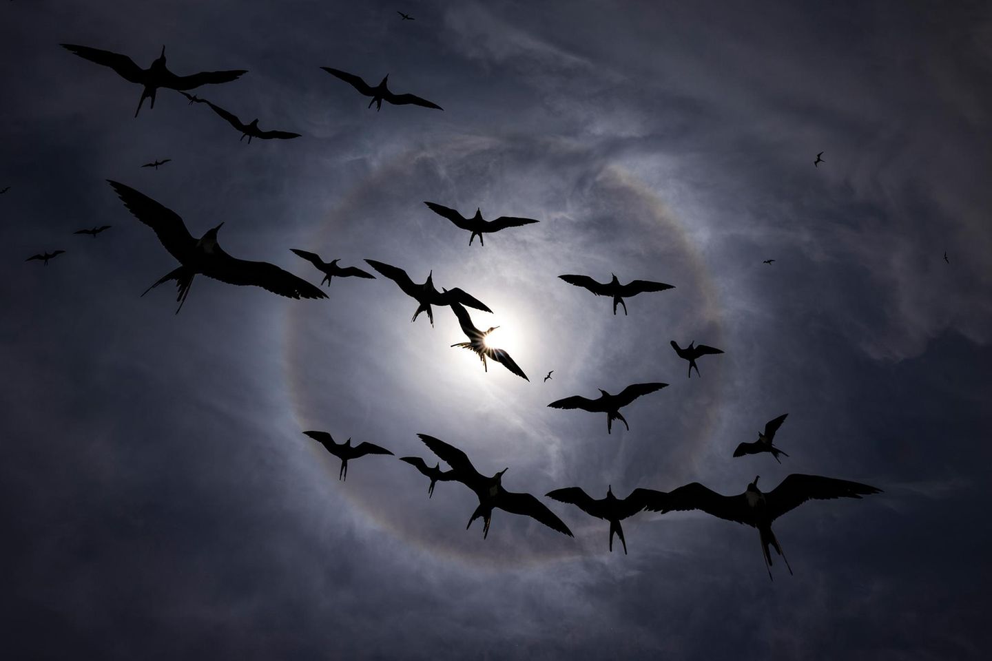 Silhouetten von Vögeln heben sich gegen den Himmel ab