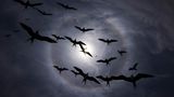 Silhouetten von Vögeln heben sich gegen den Himmel ab