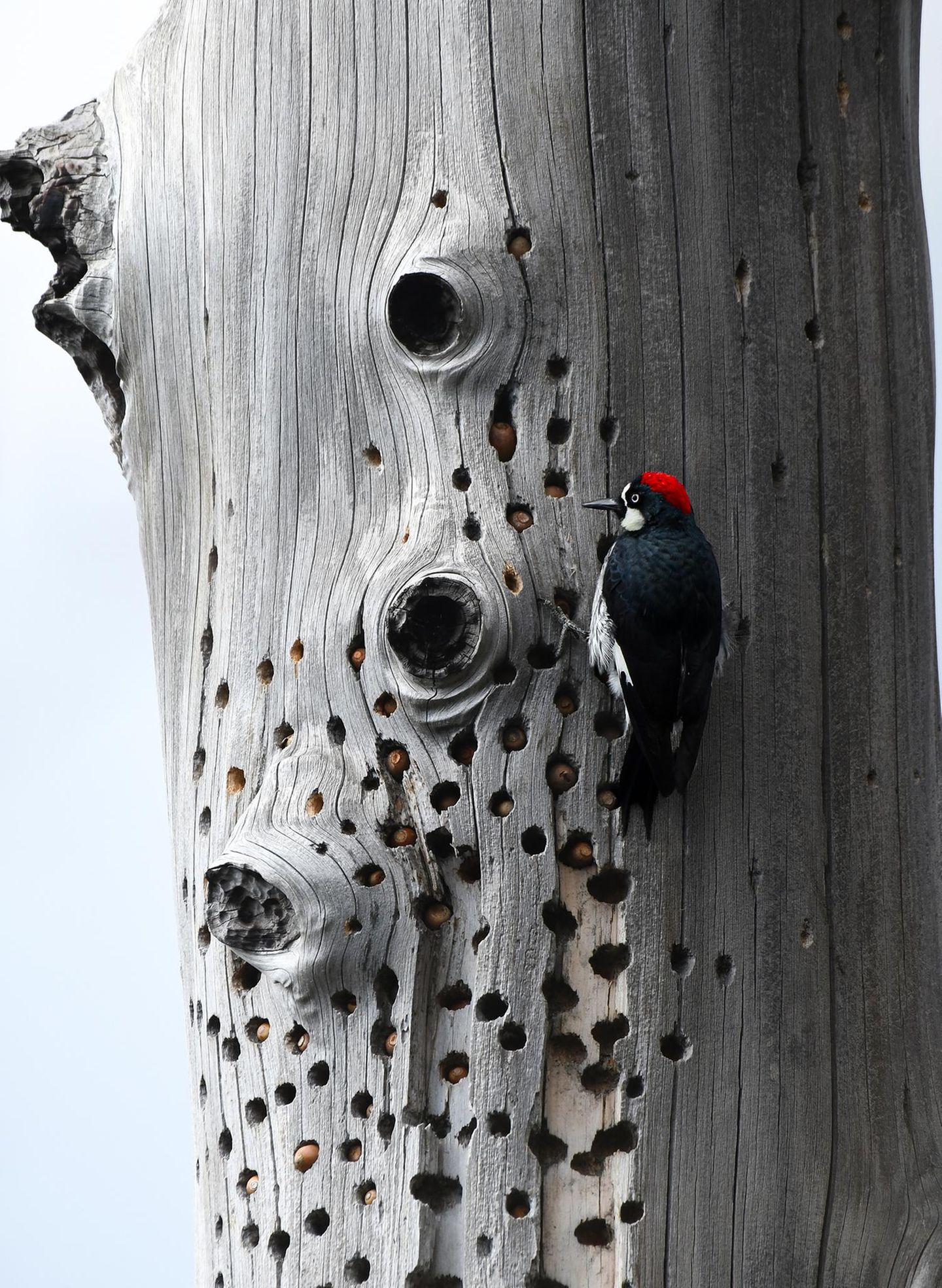 Farbenfroher weiblicher Specht Ein Specht mit roter Haube versteckt Eicheln in einem Baum