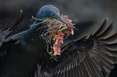 Ein schwarzer Vogel mit aufgespannten Flügeln trägt Pflanzen im Schnabel