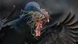 Ein schwarzer Vogel mit aufgespannten Flügeln trägt Pflanzen im Schnabel
