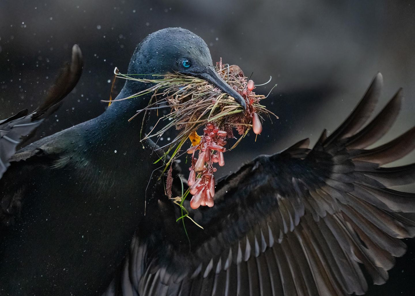 Ein schwarzer Vogel mit aufgespannten Flügeln trägt Pflanzen im Schnabel