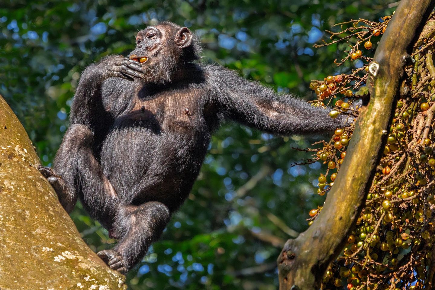 Chimpanzee in the Kibale Forest, Uganda