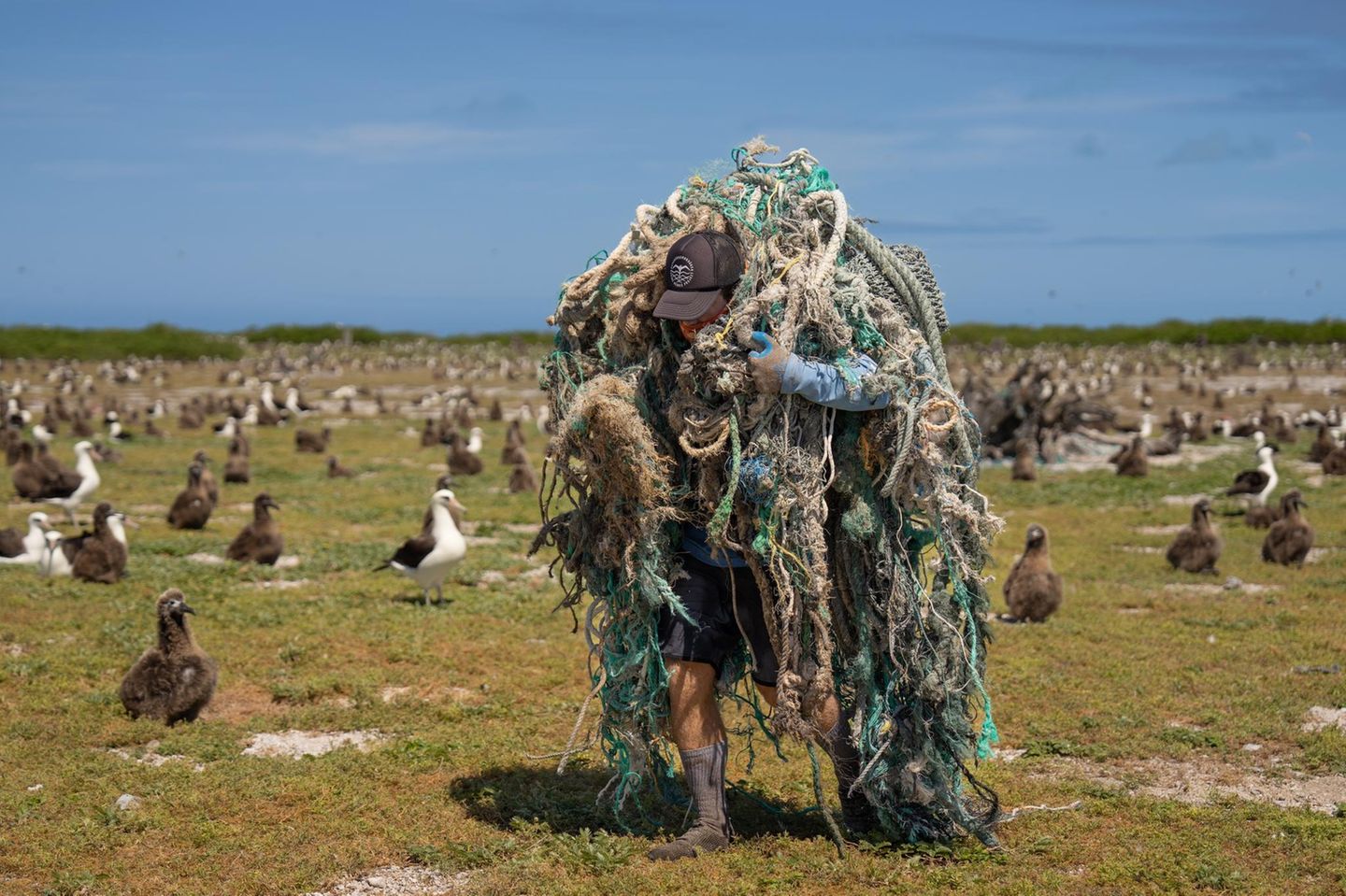 Eine Person trägt ein Geisternetz durch eine Albatros-Kolonie Eine Person trägt ein Geisternetz durch eine Albatros-Kolonie