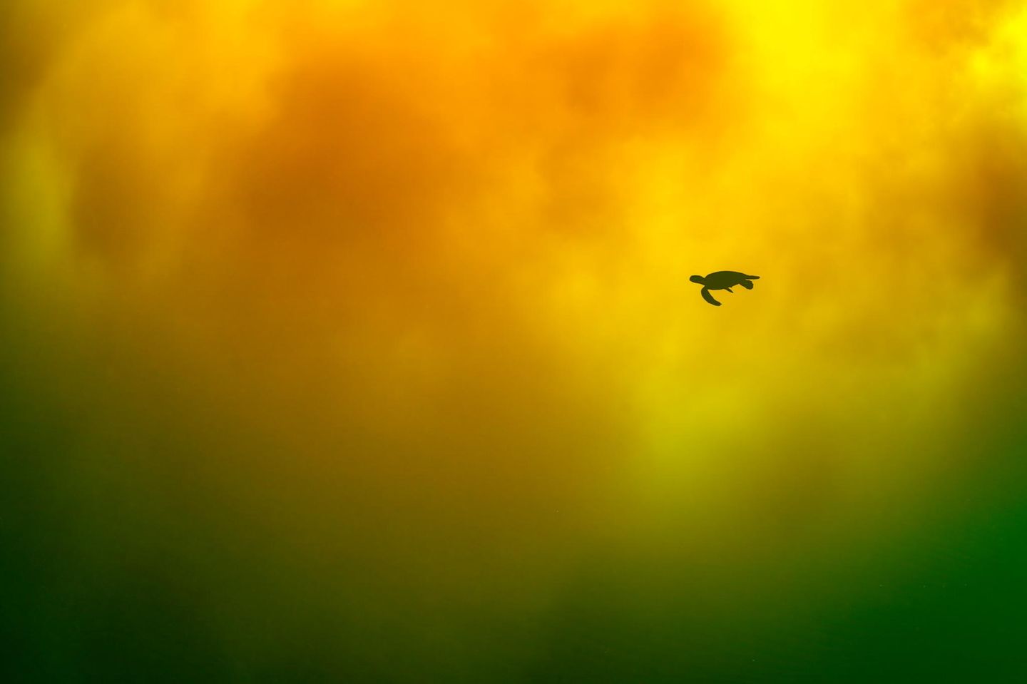 Eine Schildkröte schwimmt durch Meeresleuchten Aurora Eine Schildkröte schwimmt durch Meeresleuchten Aurora