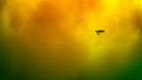 Eine Schildkröte schwimmt durch Meeresleuchten Aurora