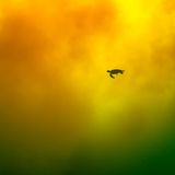 Eine Schildkröte schwimmt durch Meeresleuchten Aurora