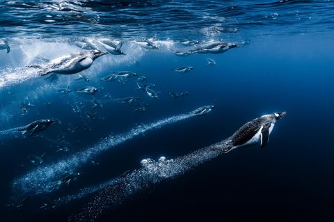 Eselspinguine tauchen ins Wasser ein