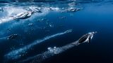 Eselspinguine tauchen ins Wasser ein