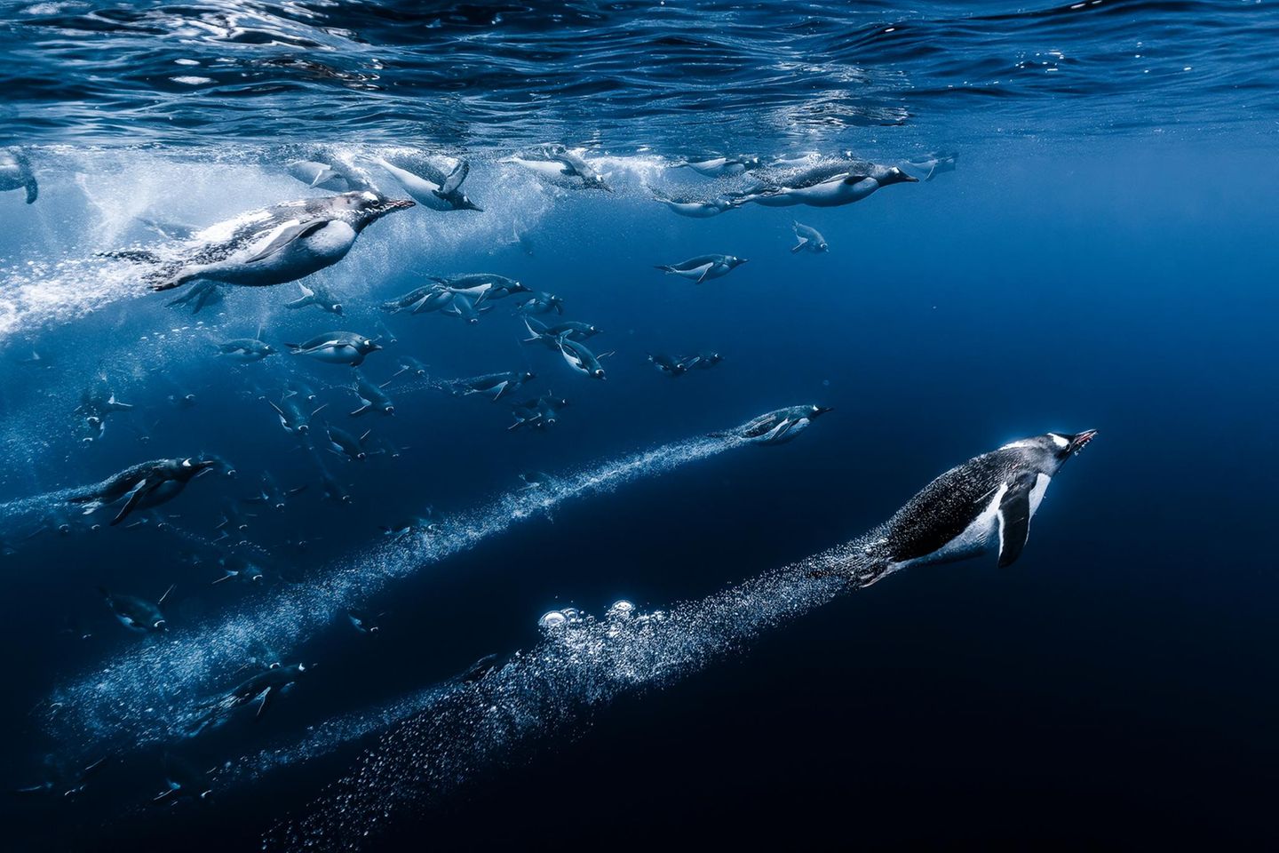Eselspinguine tauchen ins Wasser ein Eselspinguine tauchen ins Wasser ein