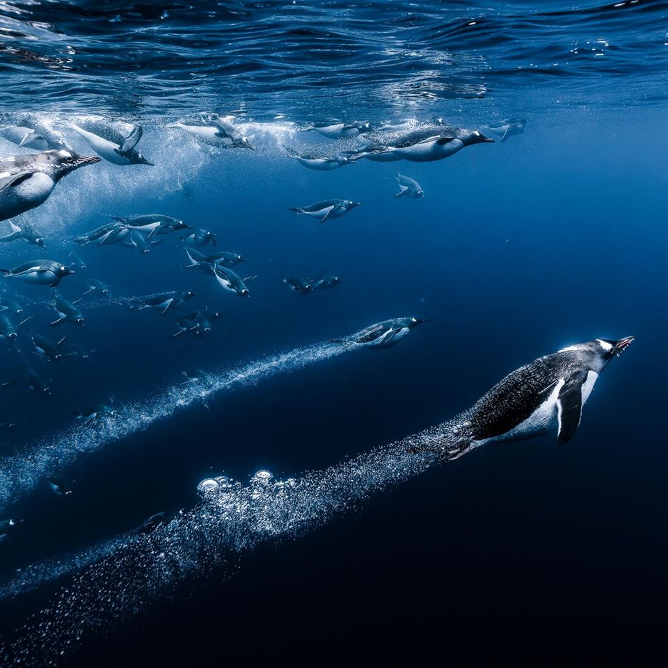 Eselspinguine tauchen ins Wasser ein