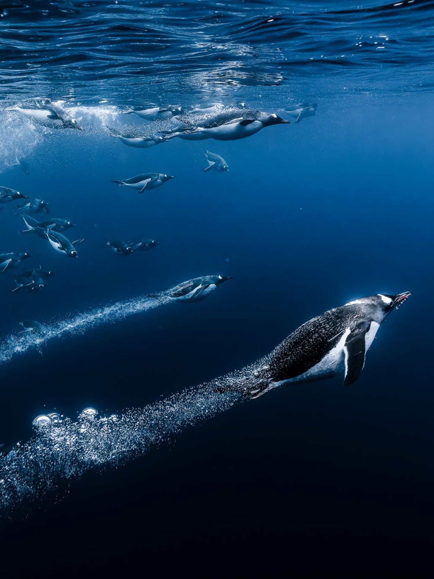 Eselspinguine tauchen ins Wasser ein