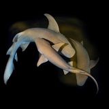 Ein Tanzritual unter Haien