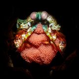 Giancarlo Mazarese hat eine ganze Serie fotografiert – über Eier. Die meisten Fische legen Hunderte davon auf einmal, weil viele der frisch geschlüpften Lebewesen als Futter für andere Räuber enden. Solange die Eier aber zusammenhängen, kann dieser Mantis Shrimp sie gut beschützen. Und mit ihm sollte man sich nicht anlegen: Seine keulenartigen Vorderglieder können explosionsartig zuschlagen und eine Kraft entwickeln, die Chitinpanzer knackt.