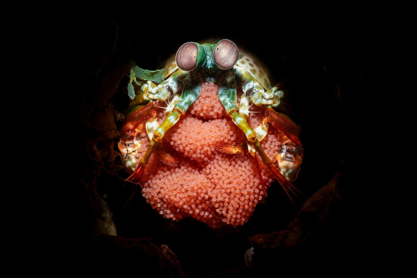 Ocean Photographer of the Year: Giancarlo Mazarese hat eine ganze Serie fotografiert – über Eier. Die meisten Fische legen Hunderte davon auf einmal, weil viele der frisch geschlüpften Lebewesen als Futter für andere Räuber enden. Solange die Eier aber zusammenhängen, kann dieser Mantis Shrimp sie gut beschützen. Und mit ihm sollte man sich nicht anlegen: Seine keulenartigen Vorderglieder können explosionsartig zuschlagen und eine Kraft entwickeln, die Chitinpanzer knackt. Giancarlo Mazarese hat eine ganze Serie fotografiert – über Eier. Die meisten Fische legen Hunderte davon auf einmal, weil viele der frisch geschlüpften Lebewesen als Futter für andere Räuber enden. Solange die Eier aber zusammenhängen, kann dieser Mantis Shrimp sie gut beschützen. Und mit ihm sollte man sich nicht anlegen: Seine keulenartigen Vorderglieder können explosionsartig zuschlagen und eine Kraft entwickeln, die Chitinpanzer knackt.