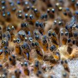 Eine Menge Anemonenfisch-Embryos