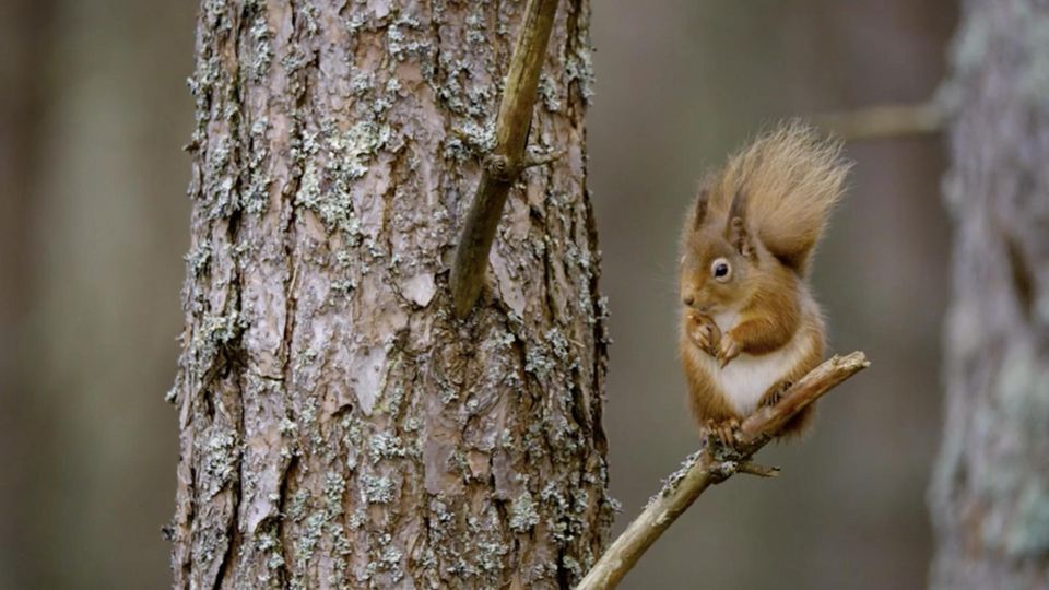 Jahreszeiten: Ein Wald im Wandel: Eine beeindruckende Dokumentation über den Herbst 