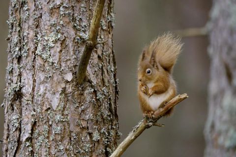 Jahreszeiten: Ein Wald im Wandel: Eine beeindruckende Dokumentation über den Herbst 