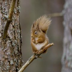Jahreszeiten: Ein Wald im Wandel: Eine beeindruckende Dokumentation über den Herbst 