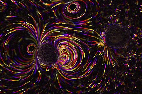 Seestern-Embryonen unter dem Mikroskop. Mit winzigen Tentakeln erzeugen die Zwerge Strömungen, um sich im Meer fortzubewegen. In der Aufnahme machen fluoreszierende Partikel im Wasser diese Arbeit sichtbar. Zumindest, solange die Tiere leben: Der Embryo zur Rechten hat das Zeitliche gesegnet, weshalb ihn keine Farbschlieren umgeben. "Der Trick war, mehrere zeitlich versetzte Aufnahmen mit verschiedenen Farben zu kodieren, um sie dann in einem Bild zu vereinen", sagt Rafael Deliz Aguirre. Dem Proteinforscher gelang die Aufnahme am Max Delbrück Center in Berlin. Was ihn besonders daran fasziniert? "Die wirbelartigen Muster lassen sich mit Gleichungen beschreiben, die unter anderem auch für Schwarze Löcher gelten könnten" – oder das Magnetfeld der Erde. Das Bild gewann den Publikumspreis beim "Best Scientific Image Contest" der Helmholtz-Gesellschaft.  KW 38