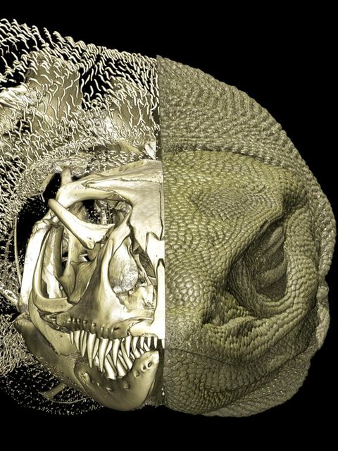 Der Rosenberg-Waran. Die agile Echse besitzt eine geschmeidige Haut, weshalb der Panzer darin wohl bisher niemandem aufgefallen ist. Solche Knochenstrukturen, Osteoderme genannt, schützen viele Reptilien oder auch Gürteltiere. Erst jetzt fand man sie auch in der Haut von 29 Waranarten – dank hochauflösender Computertomografie (in der Illustration links). Von ihrer Entdeckung versprechen sich die Forschenden des Melbourne Museum in Australien neue Erkenntnisse über die Evolution der urzeitlichen Reptilien, die nirgendwo sonst in so großer Vielfalt vorkommen wie in Australien  KW 40